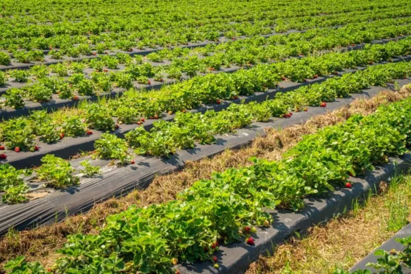 Pomoc dla producentów owoców jagodowych i warzyw poszkodowanych przez upały – rusza nabór wniosków w gminie Krzyżanów
