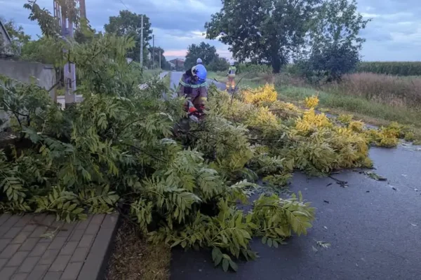 OSP Łanięta usuwa złamaną gałąź po porannym zgłoszeniu