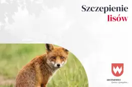 Akcja szczepienia lisów przeciw wściekliźnie w regionie łódzkim