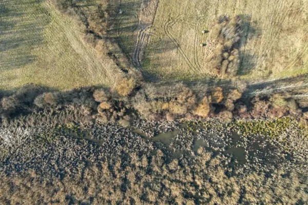 GDOŚ instruuje gminy, jak postępować w przypadku stwierdzenia obecności IGO w środowisku