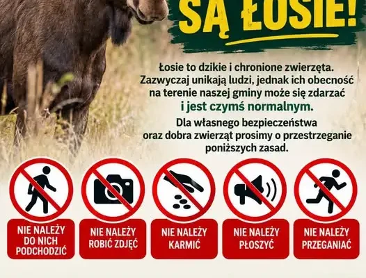 Łosie w Gminie Oporów – apel o zachowanie ostrożności