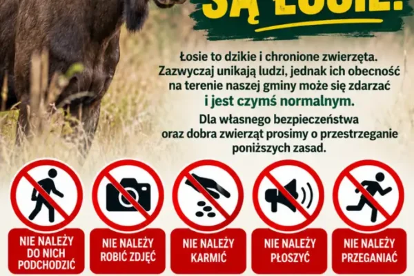 Łosie w Gminie Oporów – apel do mieszkańców o ostrożność