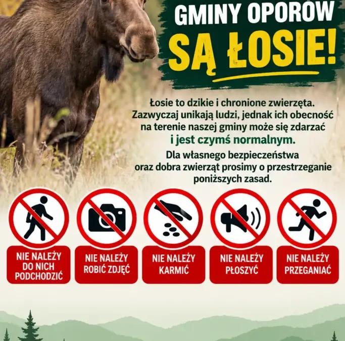 Łosie w Gminie Oporów – apel do mieszkańców o ostrożność