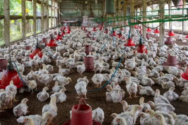 Ptasia grypa: Urząd Gminy Strzelce apeluje o bioasekurację w gospodarstwach
