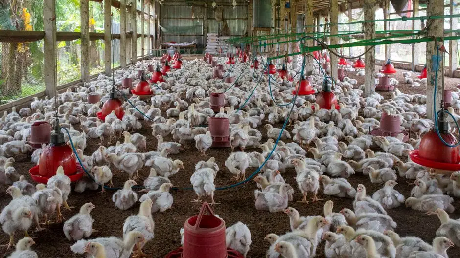 Ptasia grypa: Urząd Gminy Strzelce apeluje o bioasekurację w gospodarstwach
